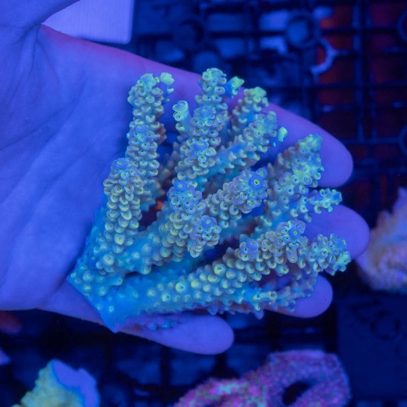 ミドリイシさん、 サンゴ,SPS Coral,ミドリイシ | Aquarium TALLMAN