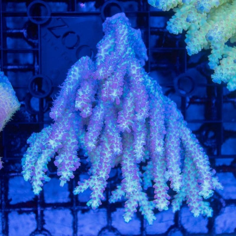 サンゴ,SPS Coral,ミドリイシ | Aquarium TALLMAN