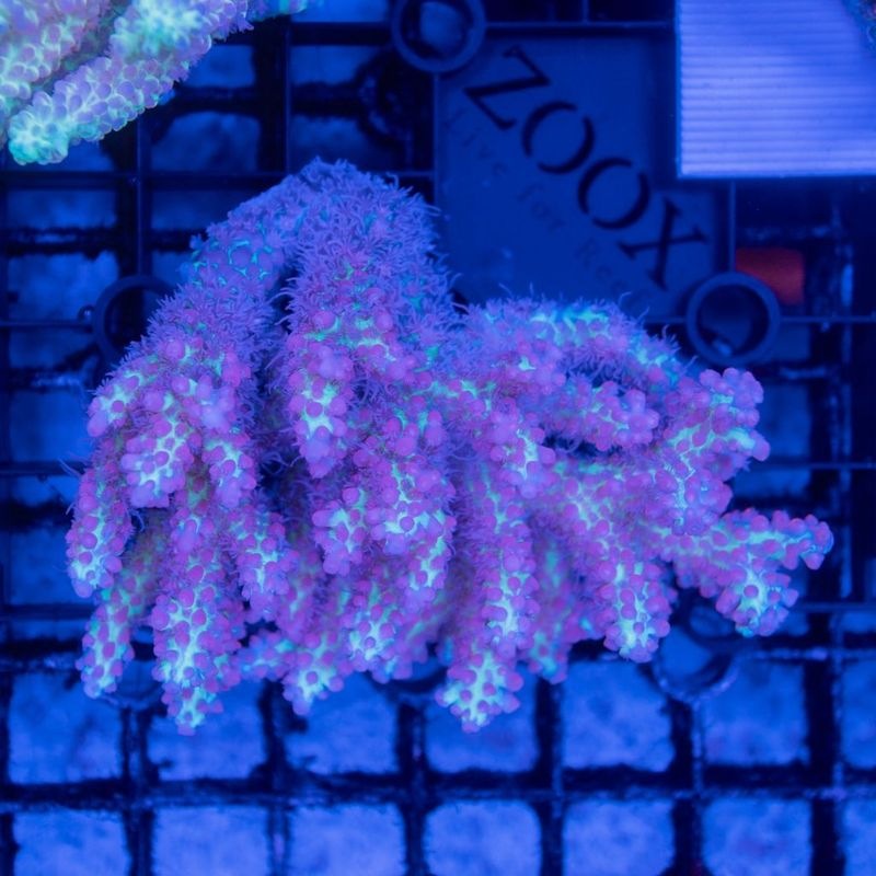 ミドリイシさん、 CE Acro Tortuosa Grape Vine いっときグリーンに偏りましたが