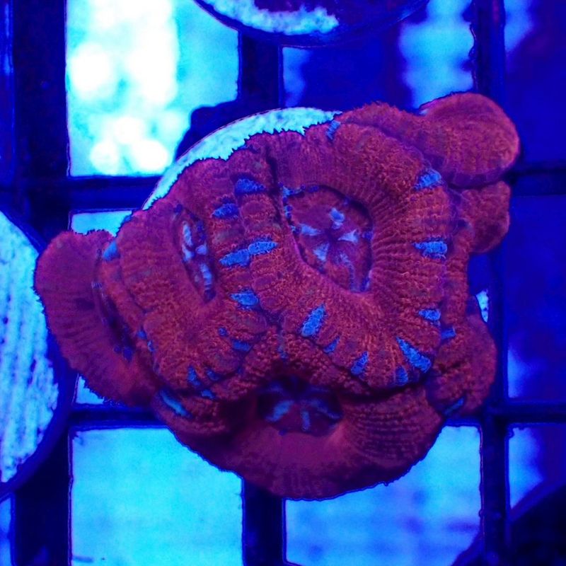 IND便 カクオオトゲキクメイシ タイプO