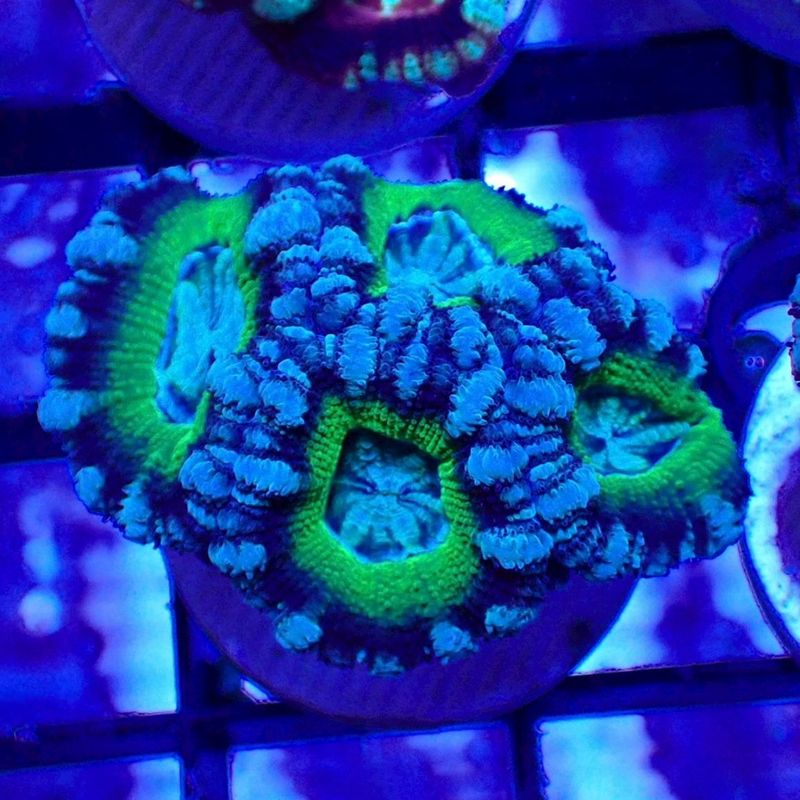 IND便 カクオオトゲキクメイシ タイプN