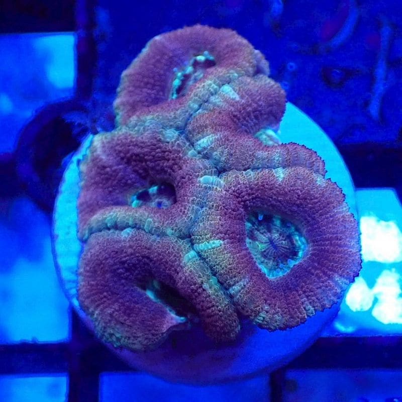 サンゴ,LPS Coral | Aquarium TALLMAN