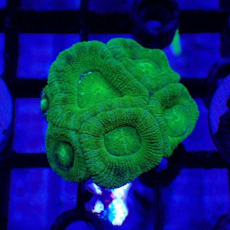 サンゴ,LPS Coral,カクオオトゲキクメイシ | Aquarium TALLMAN