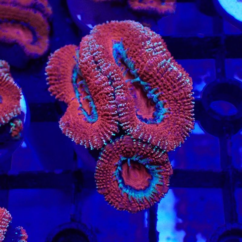 IND便 カクオオトゲキクメイシ タイプJ