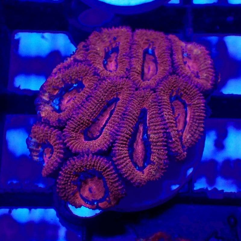 IND便 カクオオトゲキクメイシ タイプI