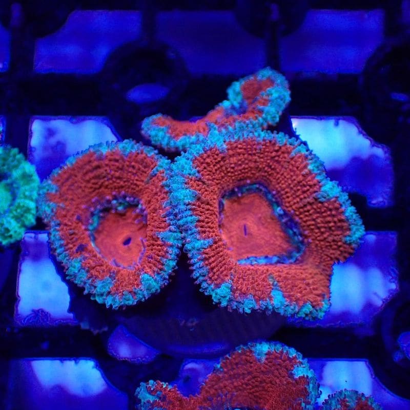 IND便 カクオオトゲキクメイシ タイプH