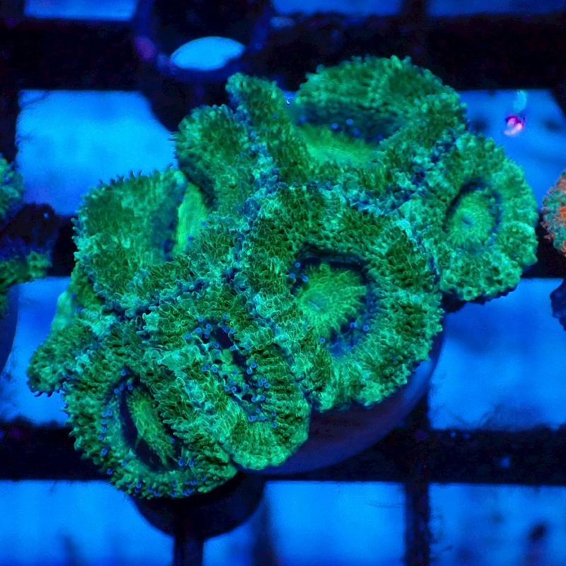 IND便 カクオオトゲキクメイシ タイプG