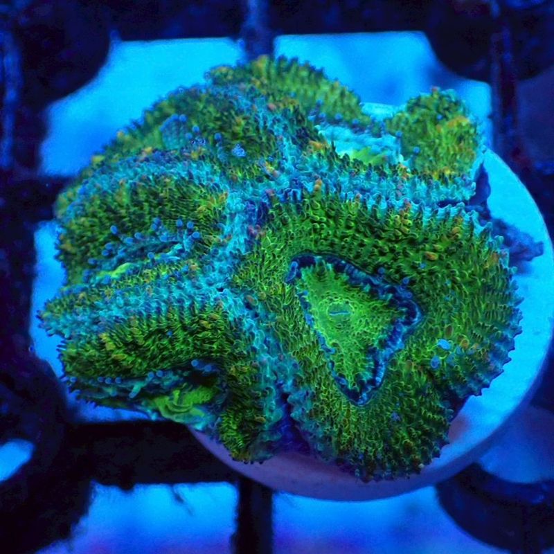 IND便 カクオオトゲキクメイシ タイプE