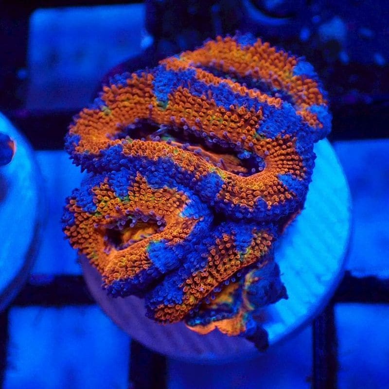 CF便 カクオオトゲキクメイシ タイプC