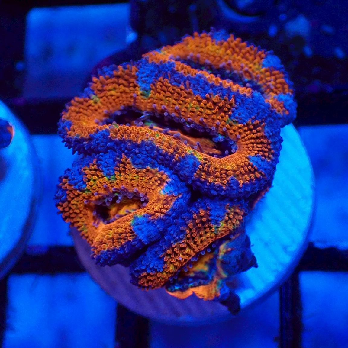 CF便 カクオオトゲキクメイシ タイプC | すべての商品 | Aquarium TALLMAN