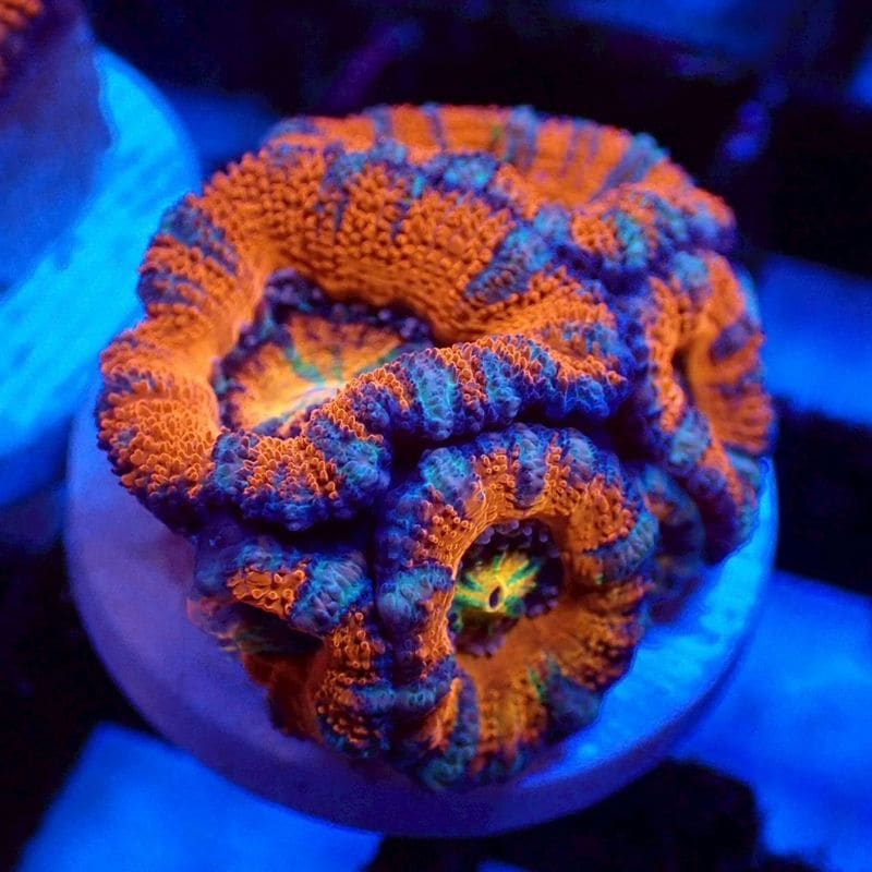 CF便 カクオオトゲキクメイシ タイプB