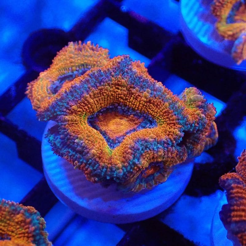 CF便 カクオオトゲキクメイシ タイプA