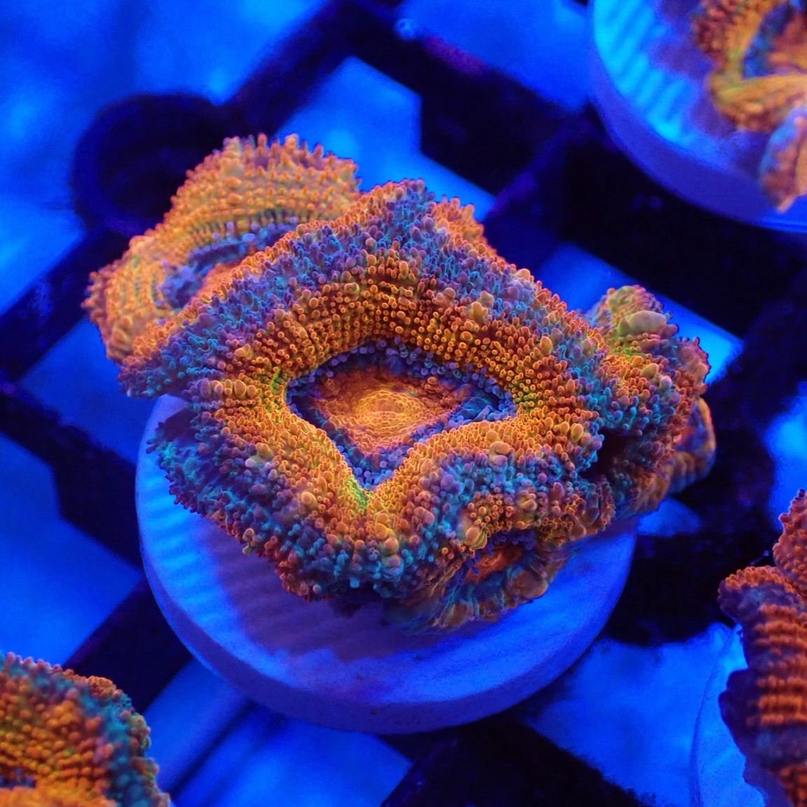 CF便 カクオオトゲキクメイシ タイプA | すべての商品 | Aquarium TALLMAN