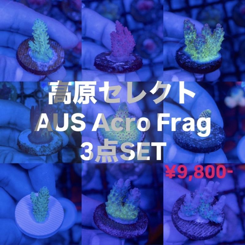 サンゴ,SPS Coral,ミドリイシ | Aquarium TALLMAN