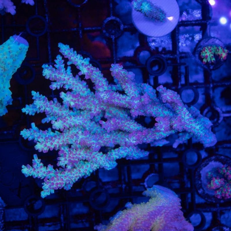 【CF(Coral Focus)】Acropora StrawberryShortcake
