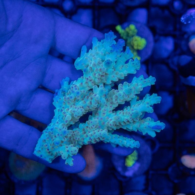 【CF(Coral Focus)】Acropora sp.