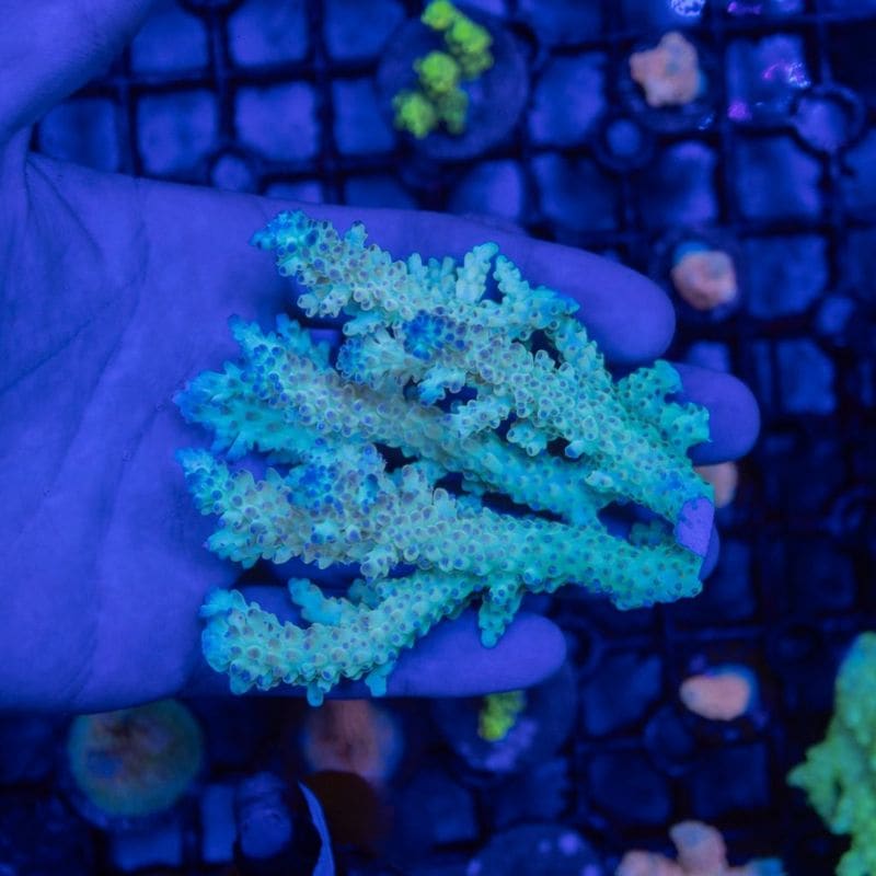 【CF(Coral Focus)】Acropora sp.