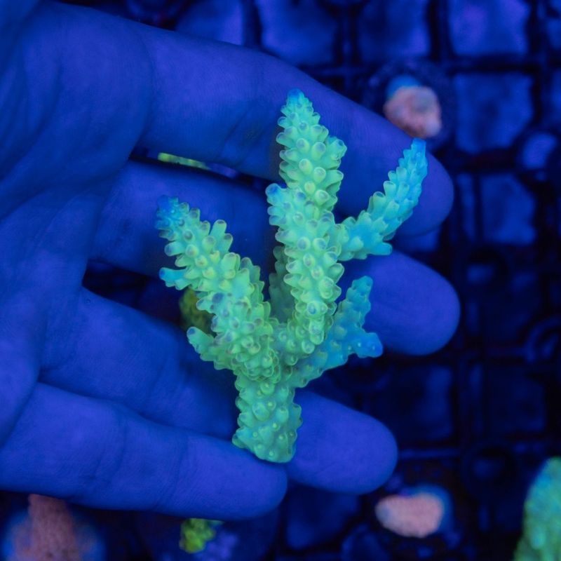 ミドリイシさん、 サンゴ,SPS Coral,ミドリイシ | Aquarium TALLMAN