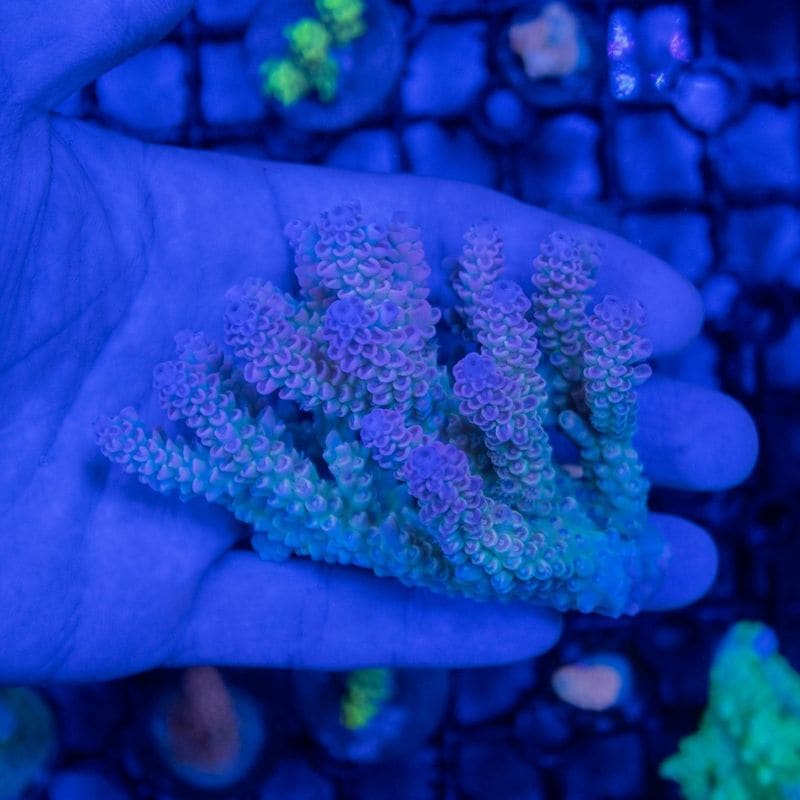 【CF(Coral Focus)】Acropora Tenuis