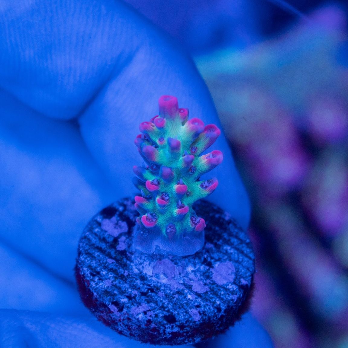 《今月のマジモン！》オーストラリア ミドリイシ　StrawberryShortcake