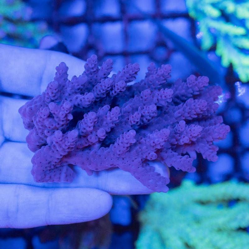 サンゴ,SPS Coral | Aquarium TALLMAN