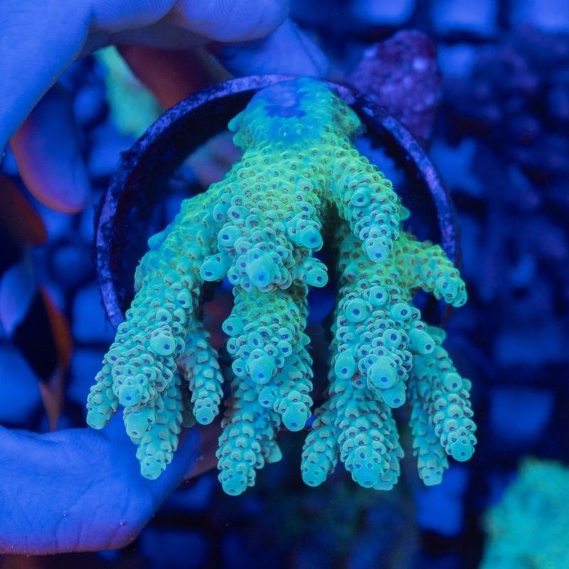 サンゴ,SPS Coral,ミドリイシ | Aquarium TALLMAN