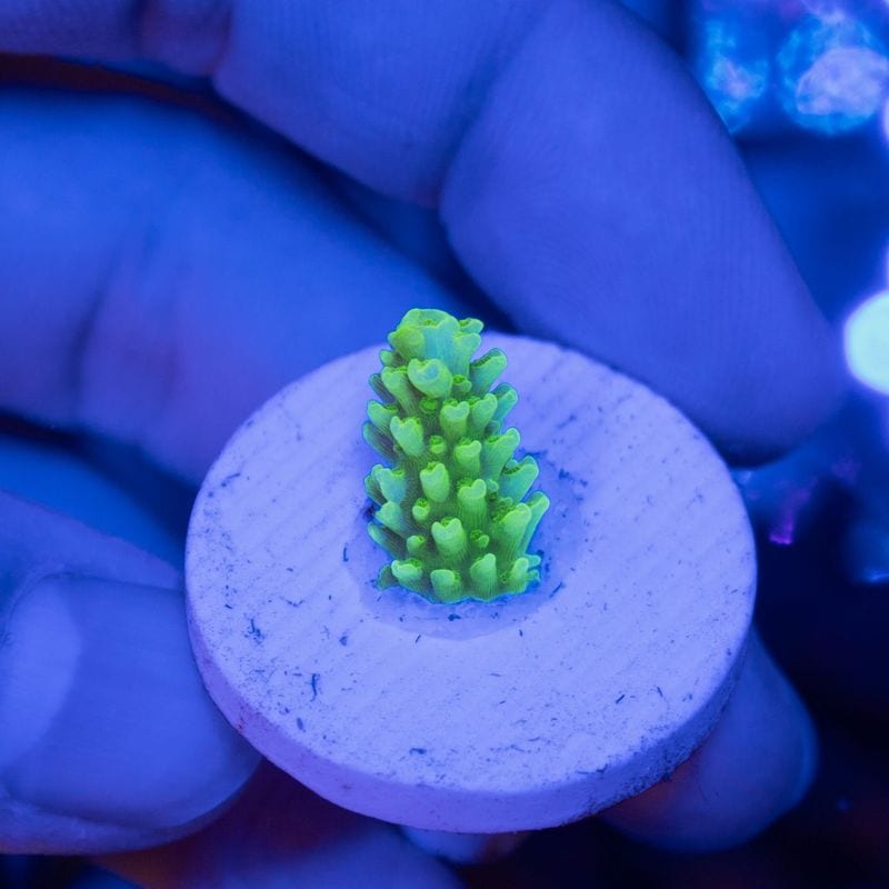 インドネシア　スギノキミドリイシ