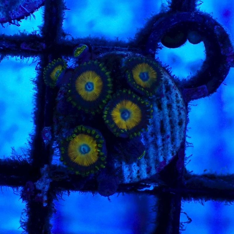 サンゴ,ソフトコーラル,マメスナギンチャク | Aquarium TALLMAN