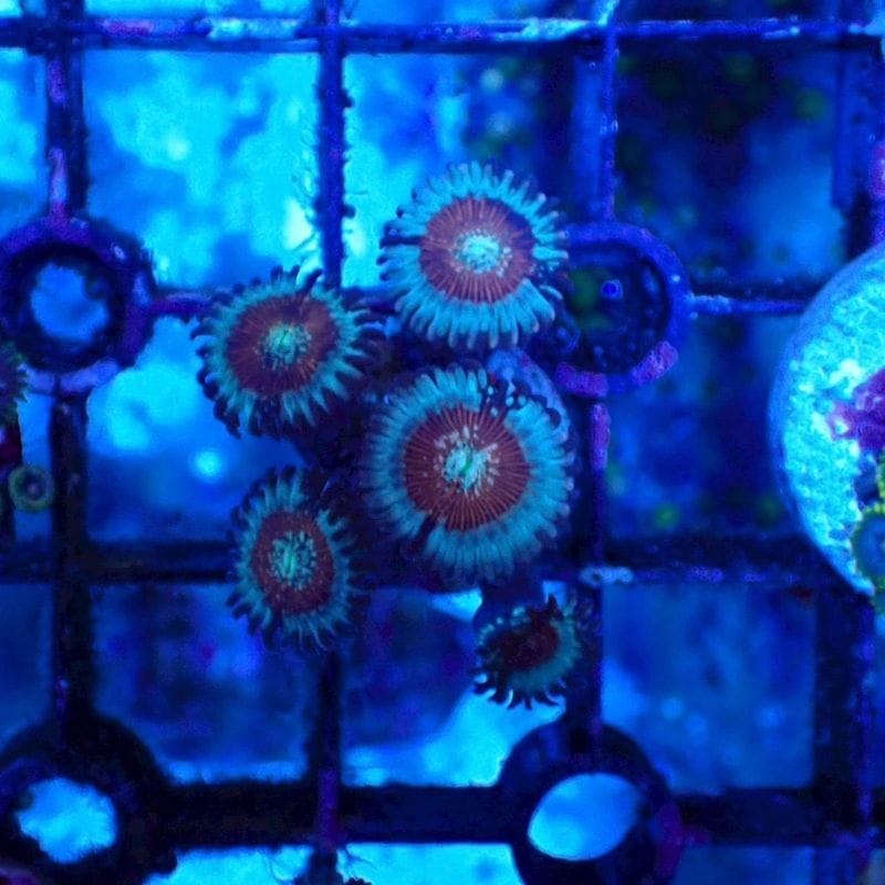 サンゴ,ソフトコーラル,マメスナギンチャク | Aquarium TALLMAN