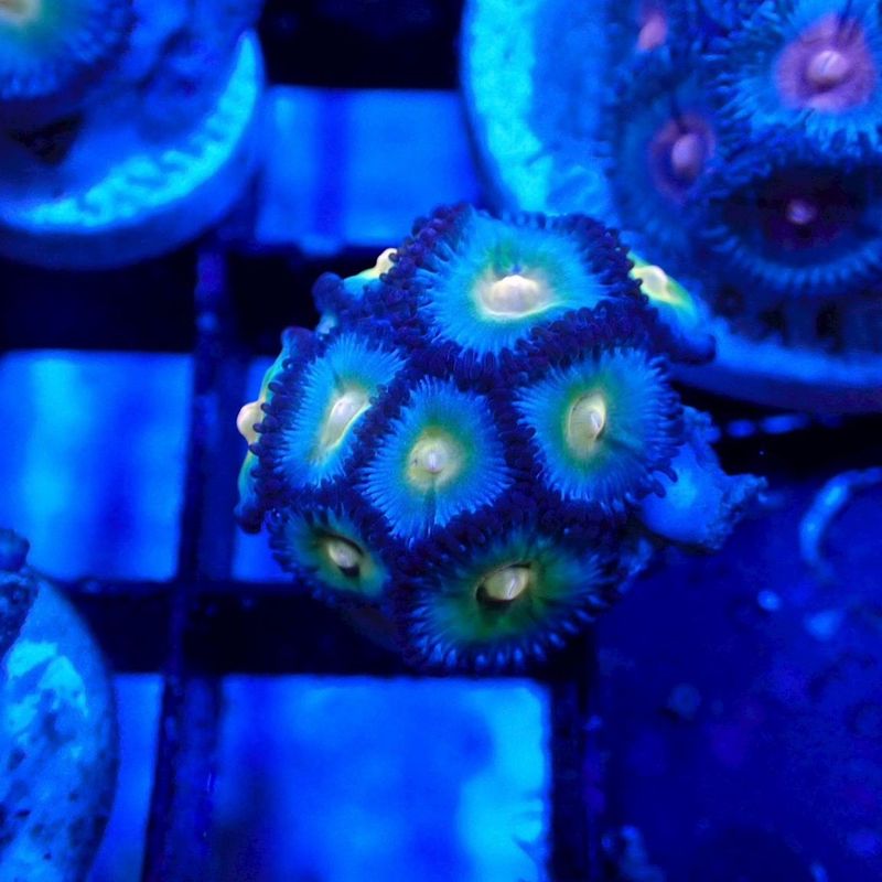 miyuu 様　✴︎マメスナ2　✴︎スターポリプ　✴︎ナグラカタトサカ サンゴ,ソフトコーラル,マメスナギンチャク | Aquarium TALLMAN