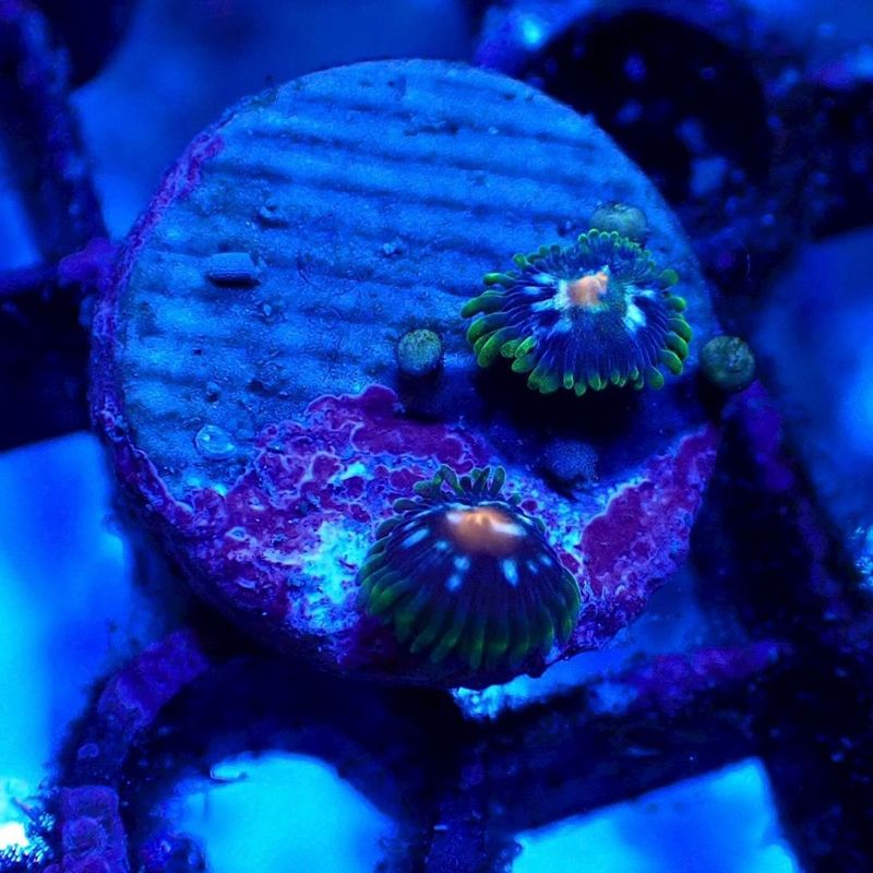 サンゴ,ソフトコーラル | Aquarium TALLMAN