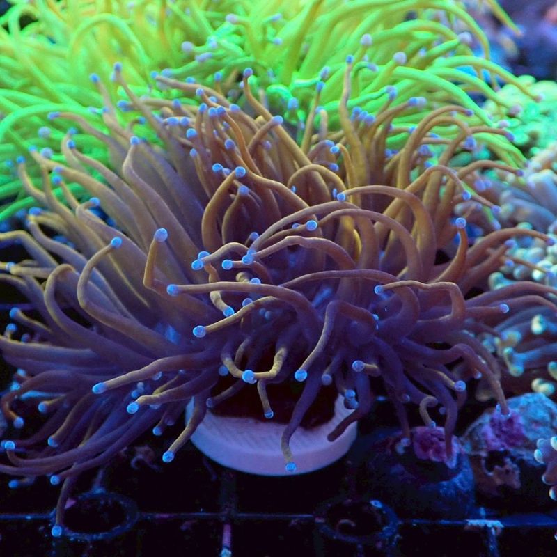 ゴールドトーチコラール　1ヘッド ゴールドトーチコラール 1ヘッド ゴールドトーチコラール 1ヘッド