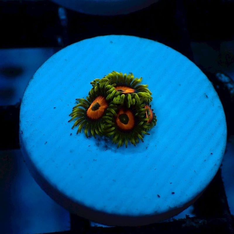 サンゴ,ソフトコーラル,マメスナギンチャク | Aquarium TALLMAN