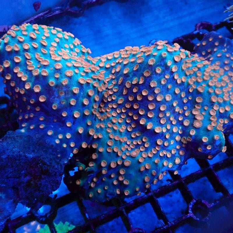 Limited Shop Man,SHORTMAN編(海水) | Aquarium TALLMAN