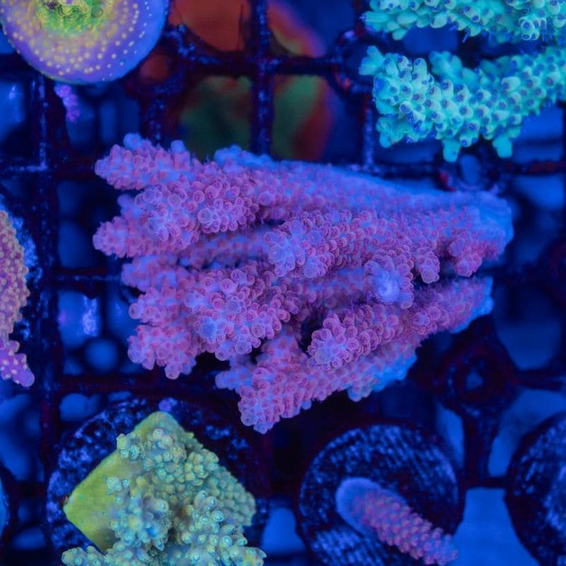 SPS 7種類 SPS 7種類 サンゴ 海水水槽SPSの入門種 チヂミウスコモンサンゴ