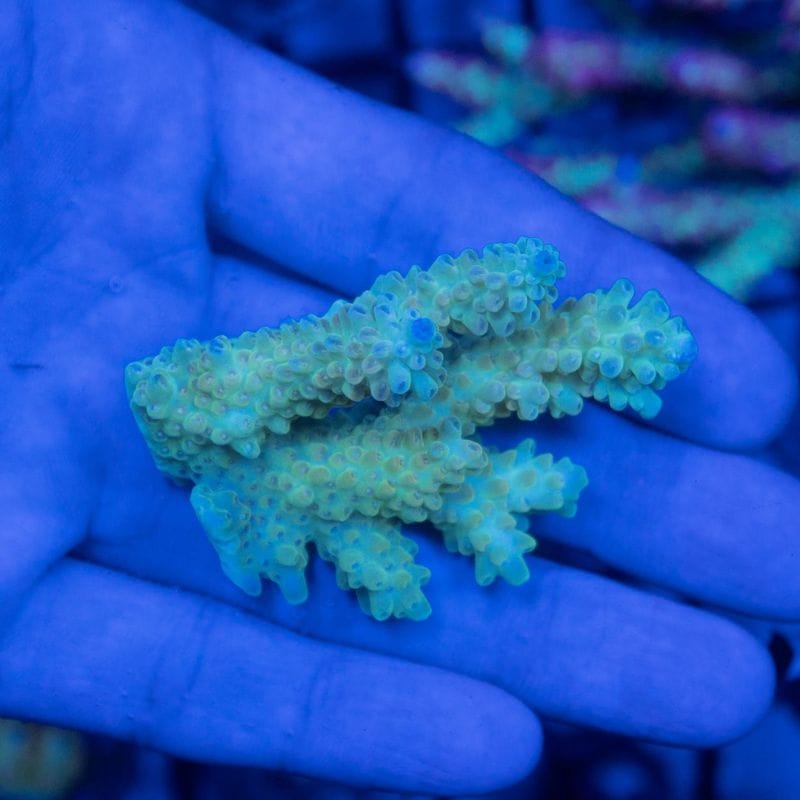 サンゴ,SPS Coral | Aquarium TALLMAN