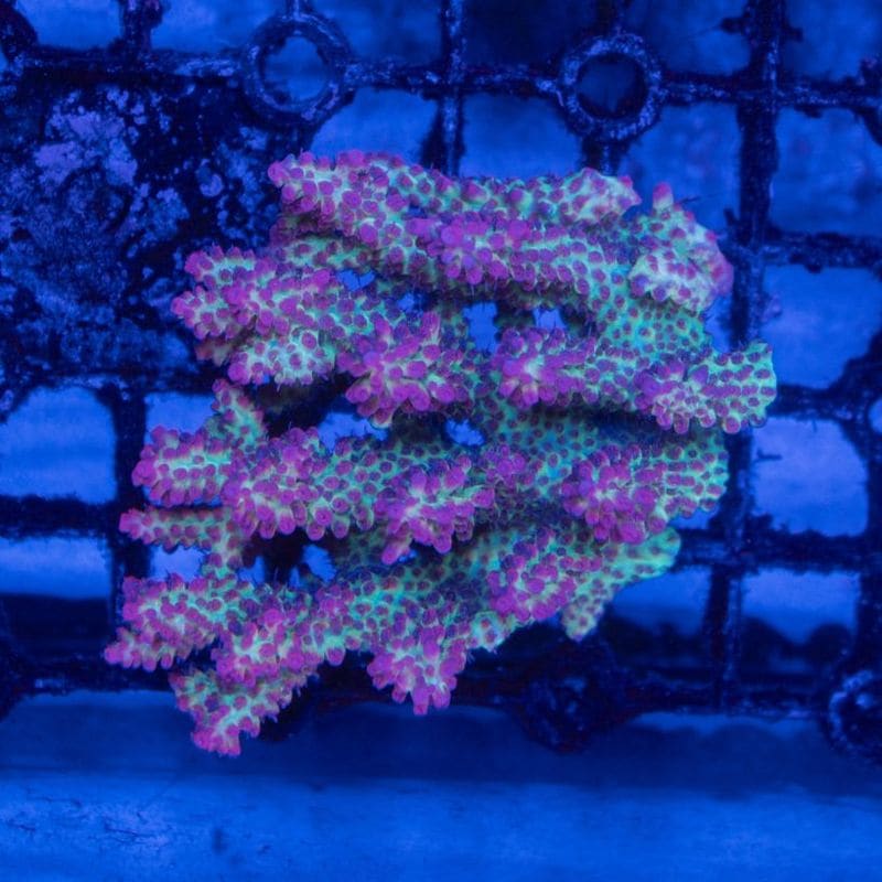 サンゴ,SPS Coral | Aquarium TALLMAN