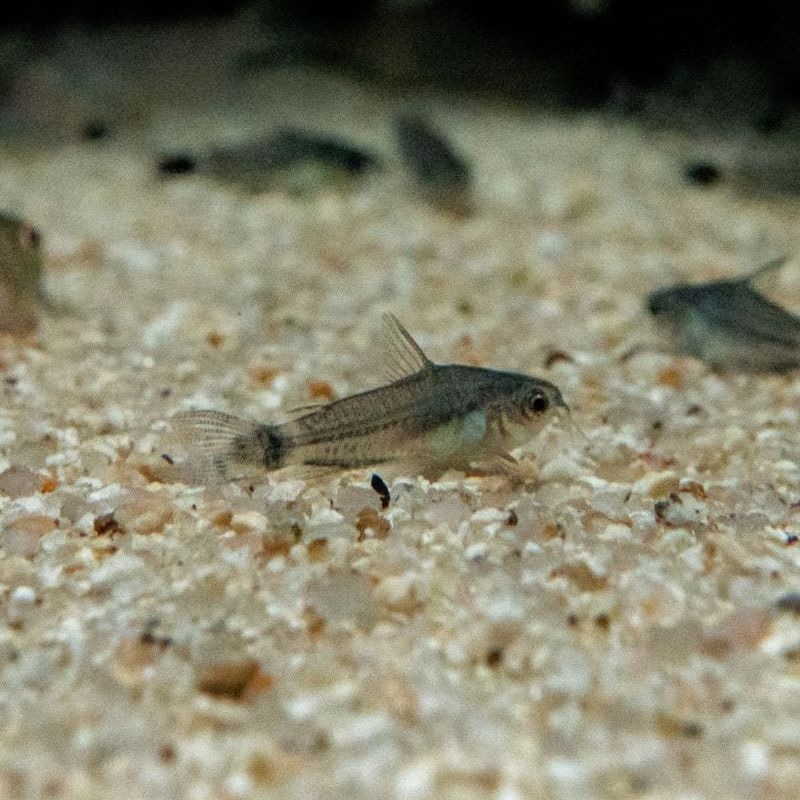 【Grande Man】コリドラス　ハステータス　ブラジル　（5匹4,400円/10匹8,000円）