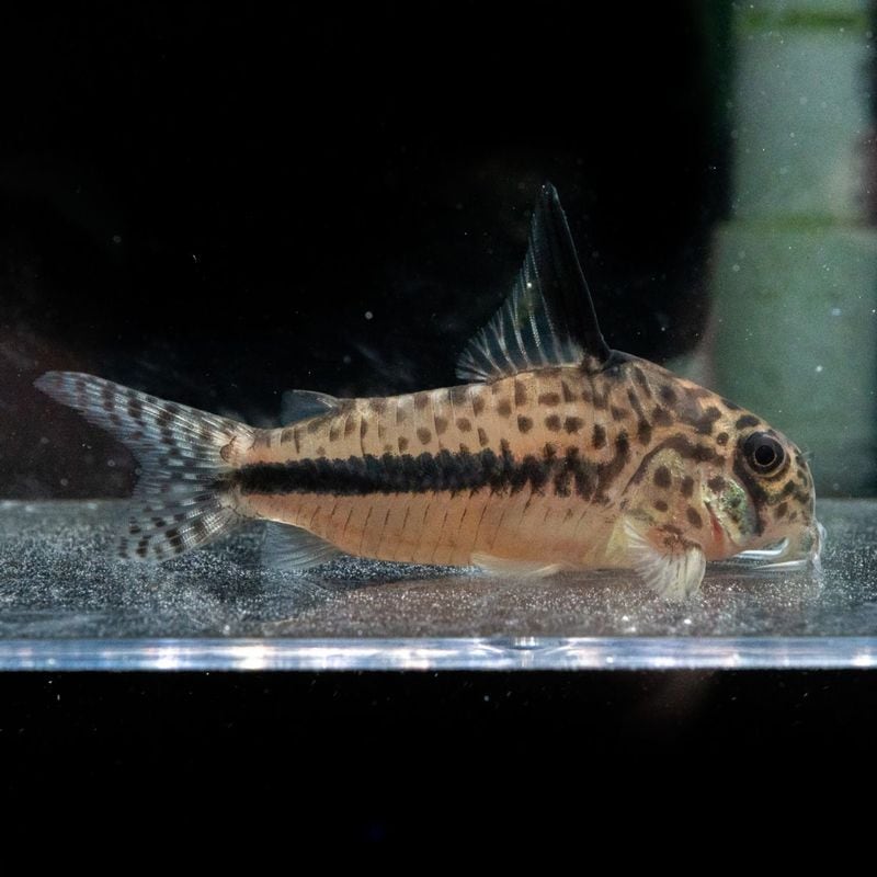 【Grande Man】コリドラス　シパリウィニ　スリナム　（2匹44,000円）