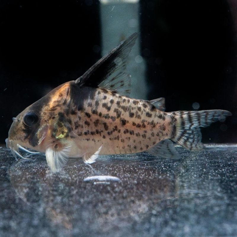 【Grande Man】コリドラス　ショートノーズキンチャン　ロンドニア