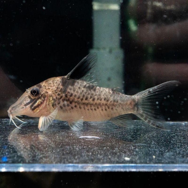 【Grande Man】コリドラス　ロングノーズキンチャン　ロンドニア