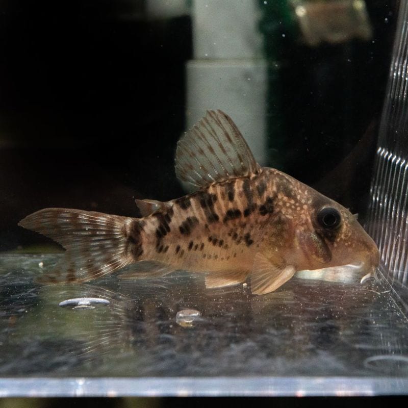 【Grande Man】コリドラス　タイガーアンチェスター　タパジョス