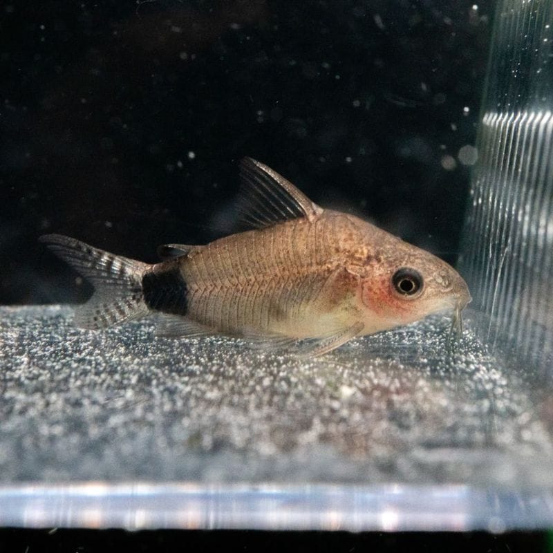 Grande Man】コリドラス ハイブリッド（アドルフォイ×ジュリー） （3匹