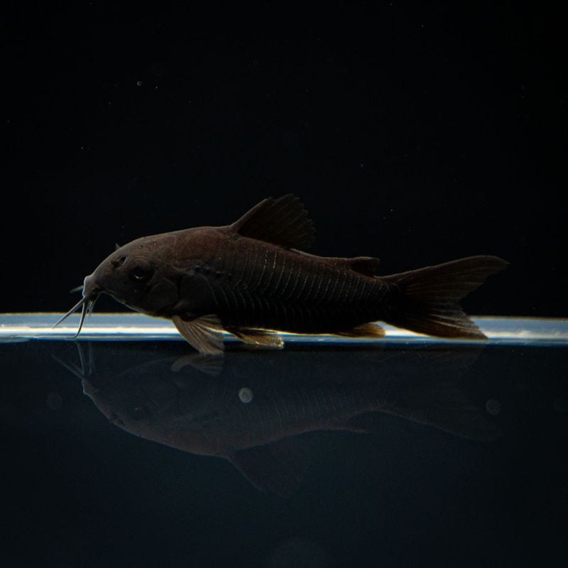 【Grande Man】コリドラス　ベネズエラブラック　EUブリード