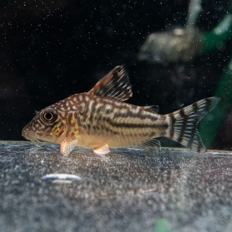 Grande Man】コリドラス ニューアドルフォイ ブラジル | 熱帯魚(淡水魚