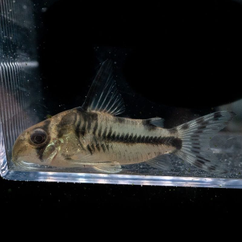 Grande Man】コリドラス ハイブリッド（アドルフォイ×ジュリー） （3匹