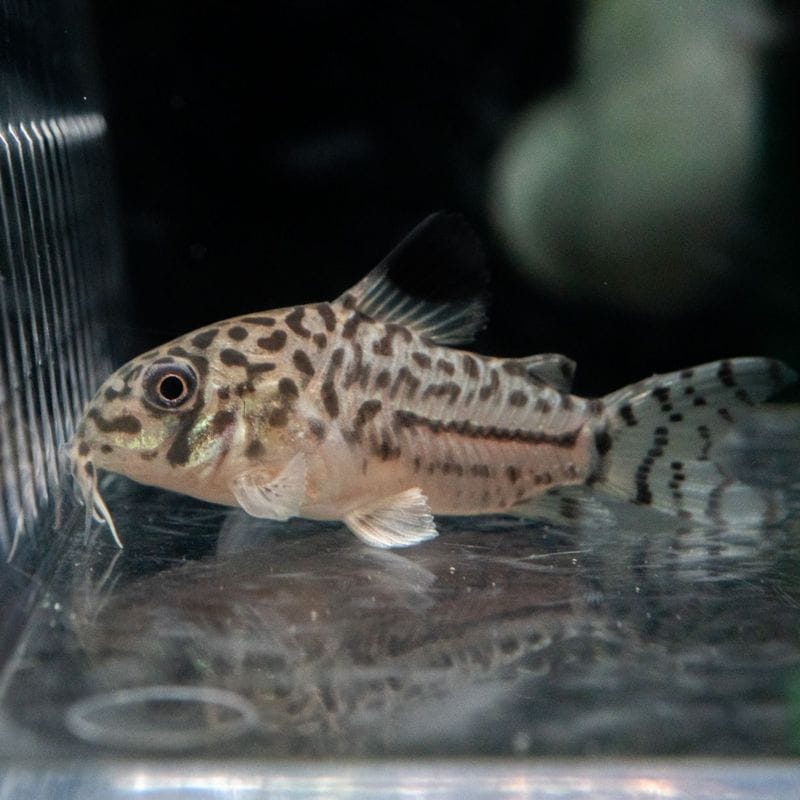 Grande Man】コリドラス カウディマキュラータス 東南ブリード