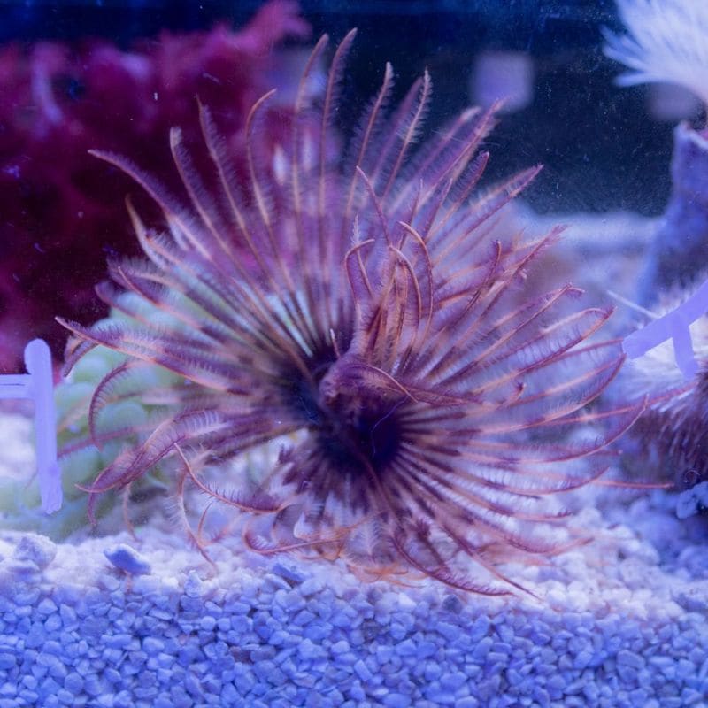 サンゴ,シャコガイ・その他 | Aquarium TALLMAN