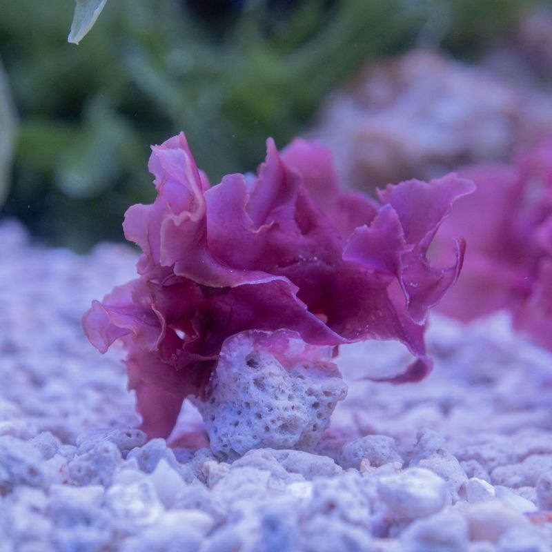 紅藻sp.　※個体指定不可