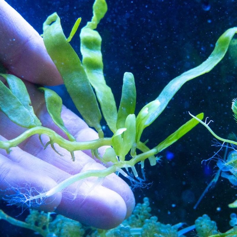 へライワヅタ　約15㎝ランナー　※個体指定不可